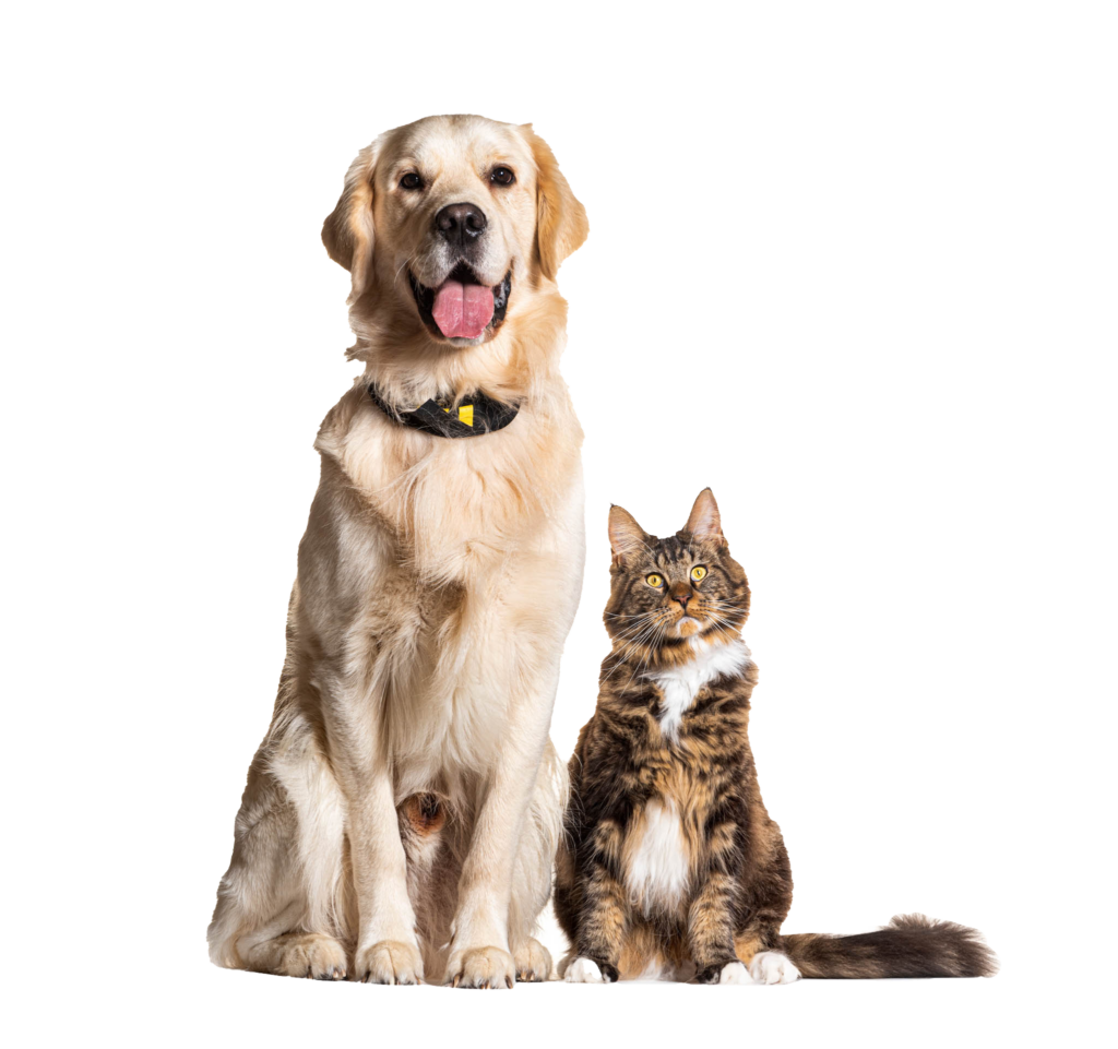 Dog and cat