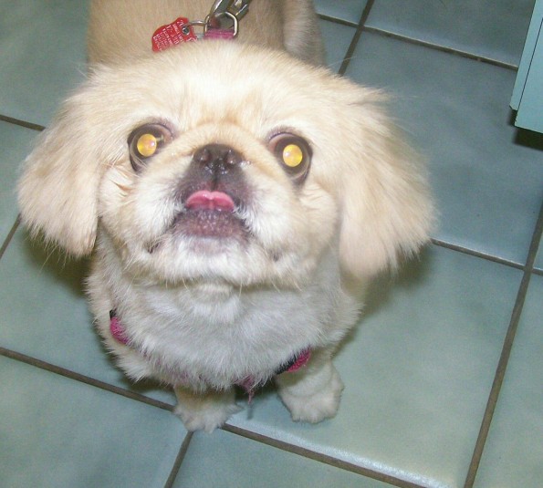 Success Stories - All Pet Care abbie