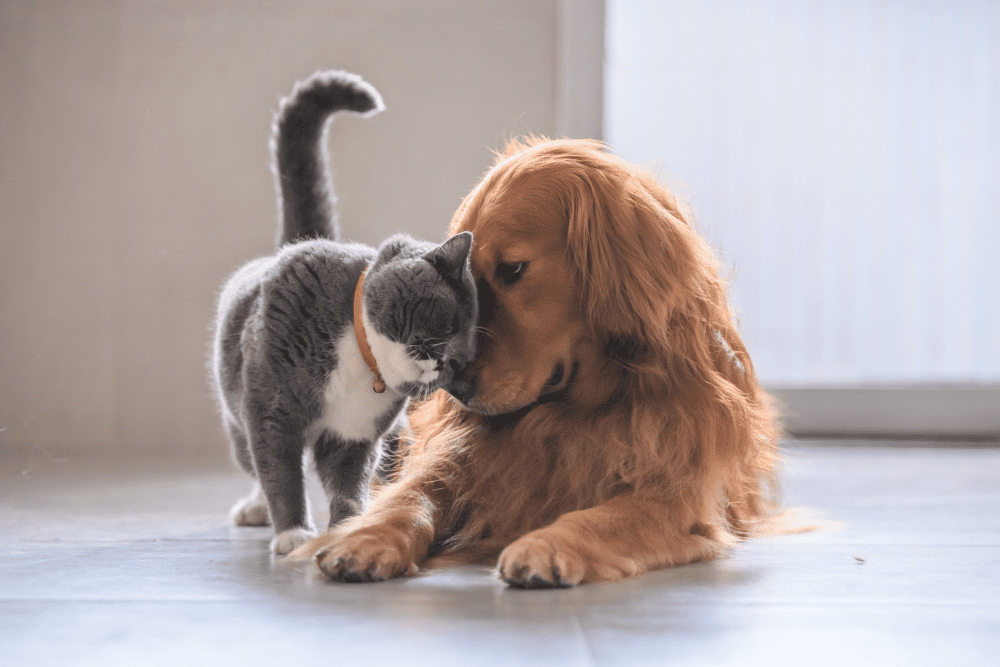 Career Opportunities - All Pet Care