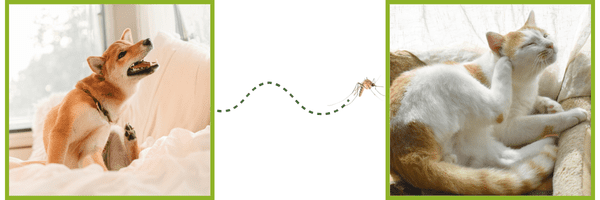 Prevention Offer - All Pet Care